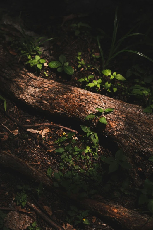 a dead piece of wood sits on the ground