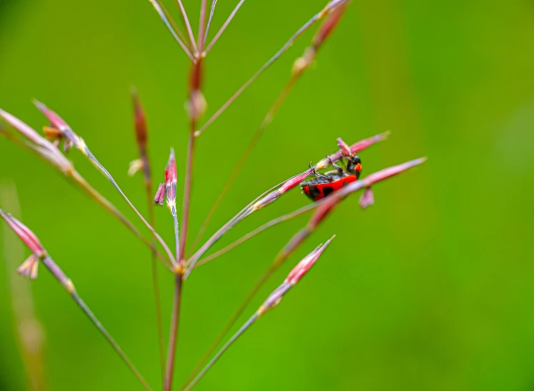 there is a red bug sitting on a pink flower