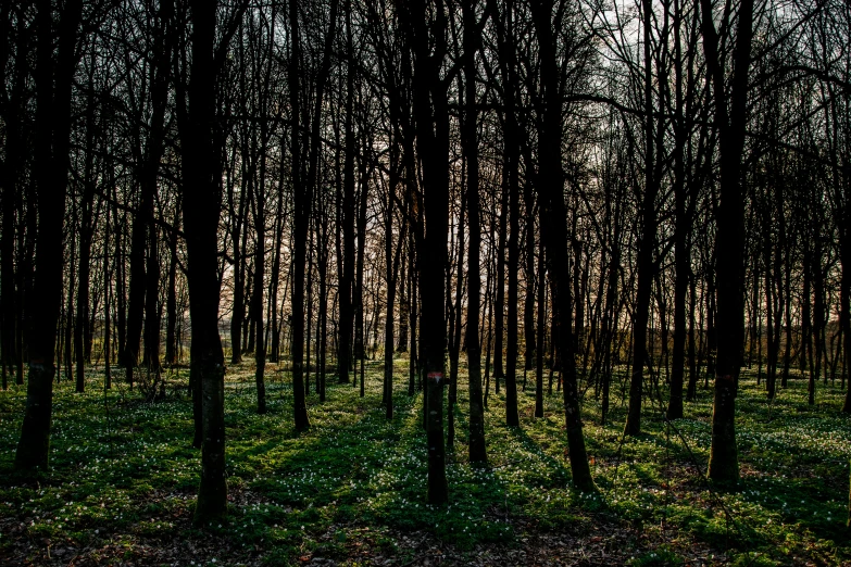 there are many trees lined up in the grass