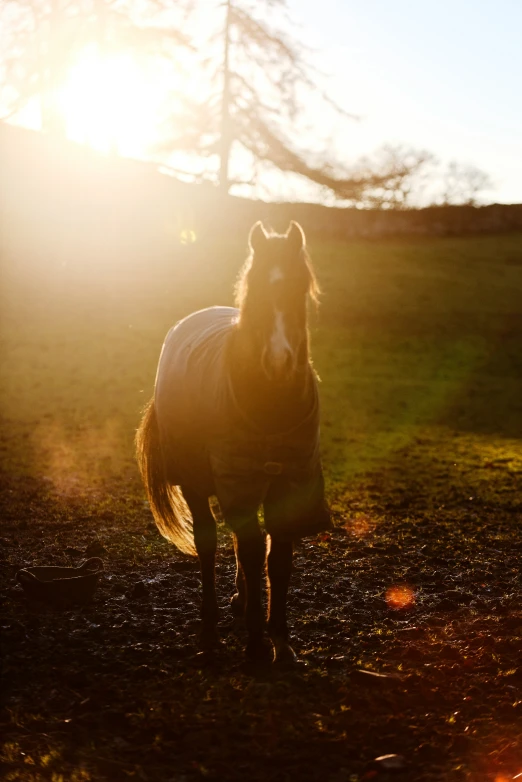 a white horse standing in the middle of a field