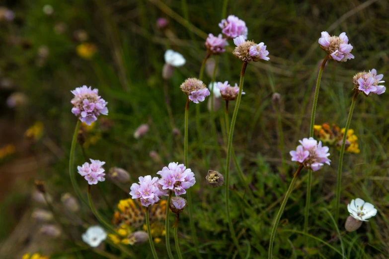 small flowers are blooming and sitting on the ground