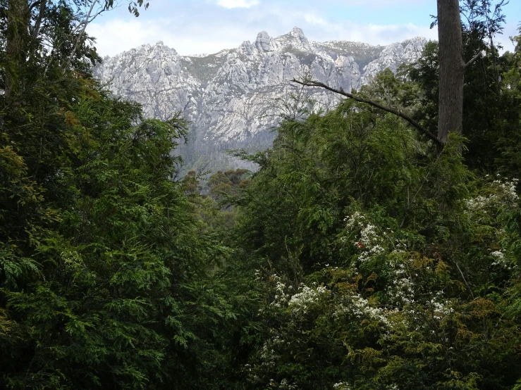 the mountains are in the background of the forest