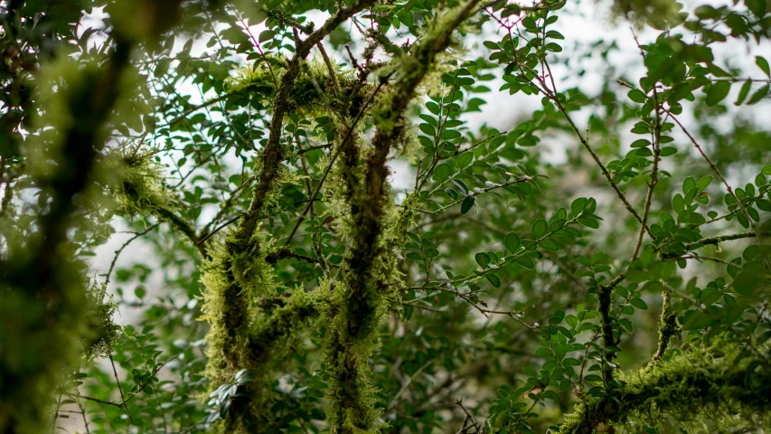 moss growing in the woods on a tree