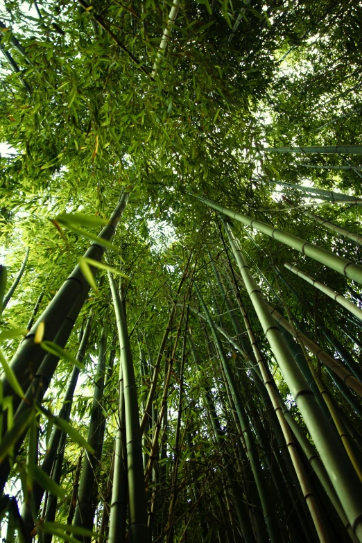 the bamboo tree is full of green leaves