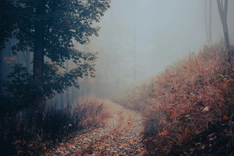 a foggy landscape of a path through some trees