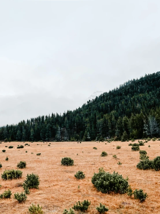 a field is shown with bushes and trees