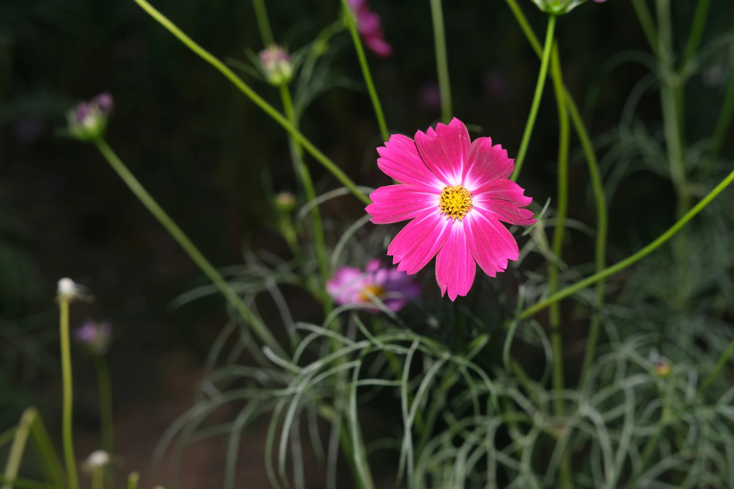 a large pink flower is blooming next to green stems