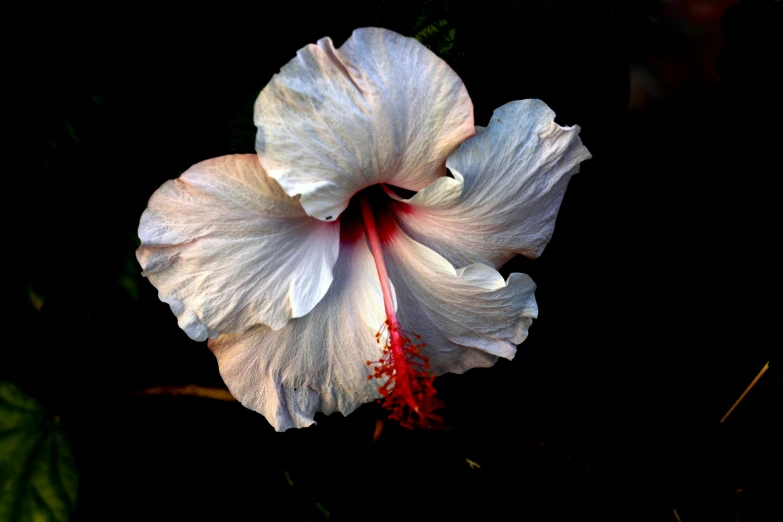 a white hiloa flower with red stamens on the center