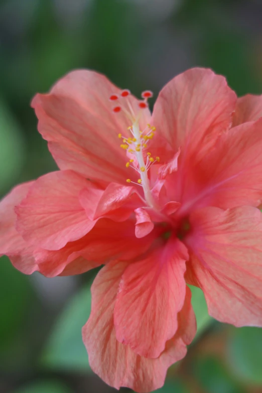 a bright pink flower is growing with green foliage