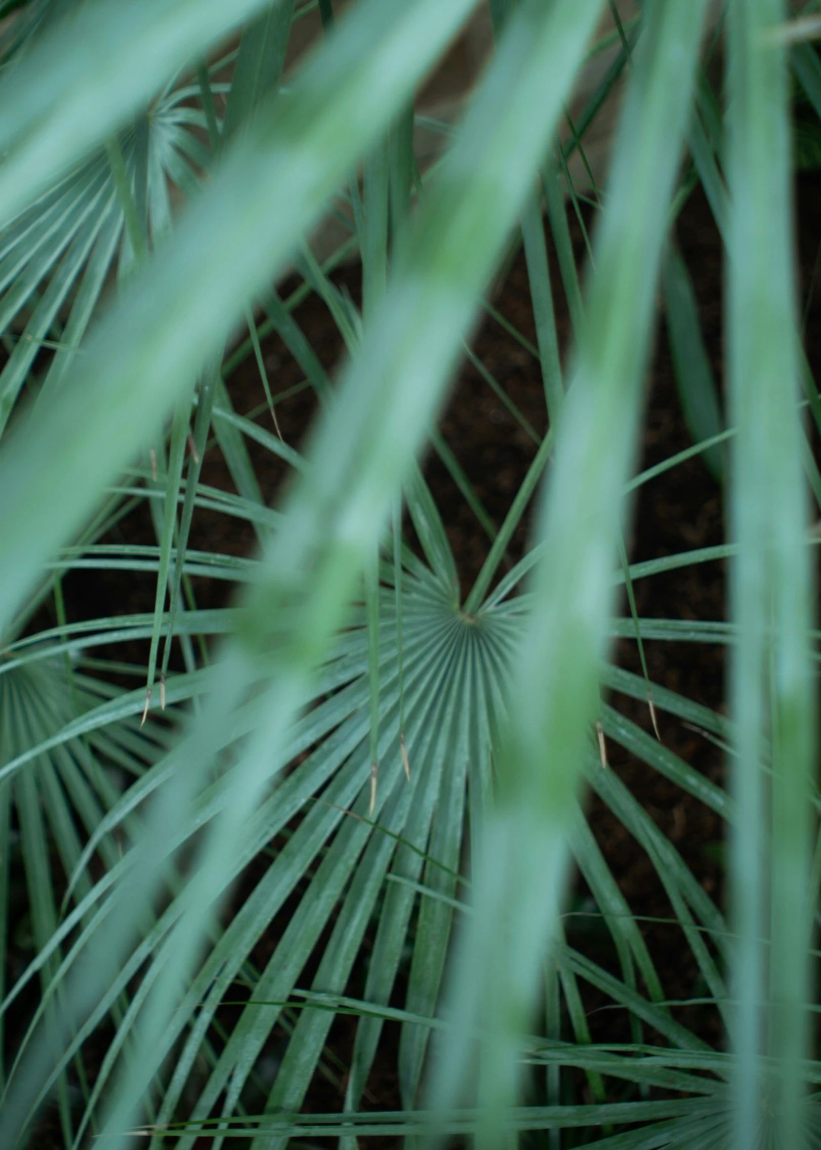 a view of some green leaves of a plant