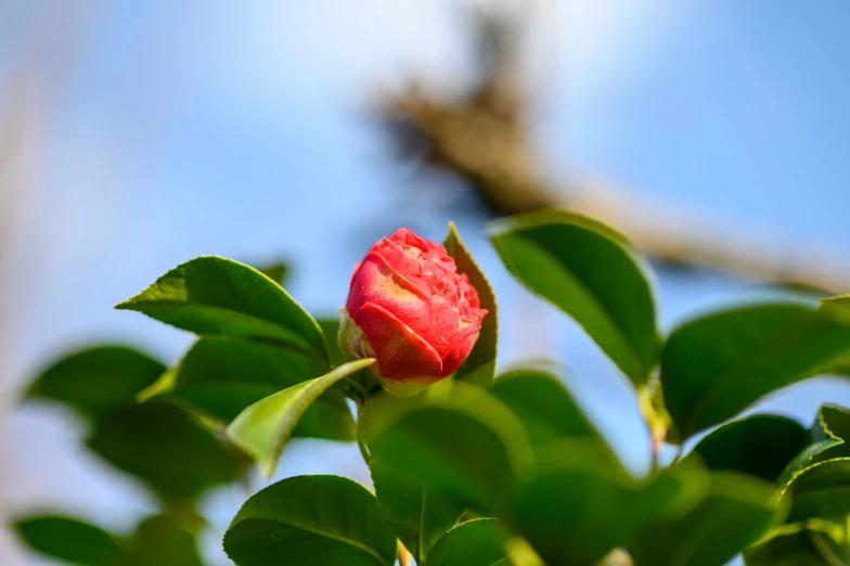 a single pink flower with green leaves around it