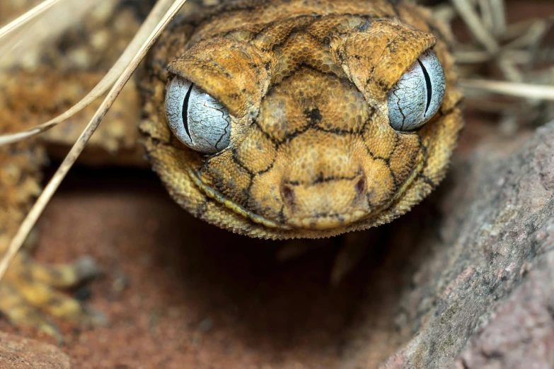 the brown reptile is resting on the floor