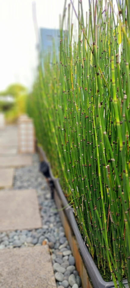 the blades of grass grow in an outdoor planter