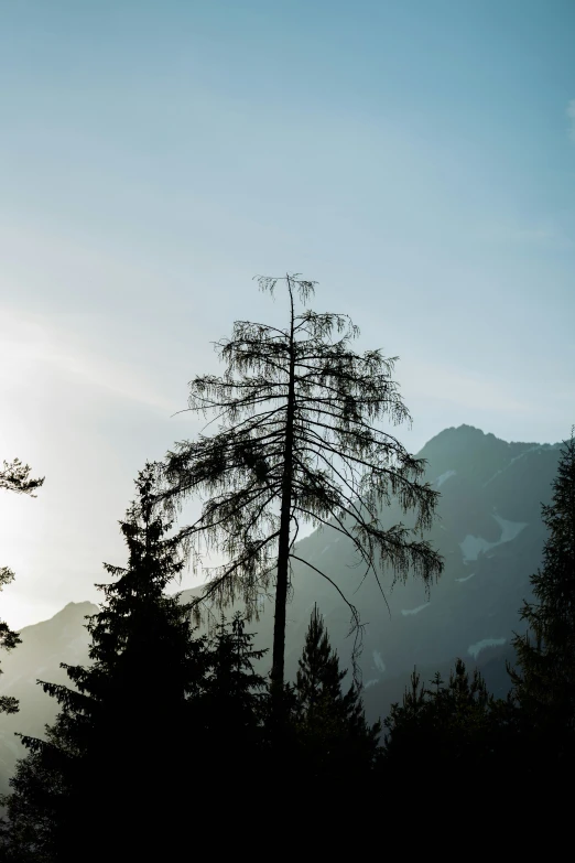 a bird is sitting on the top of a tall tree