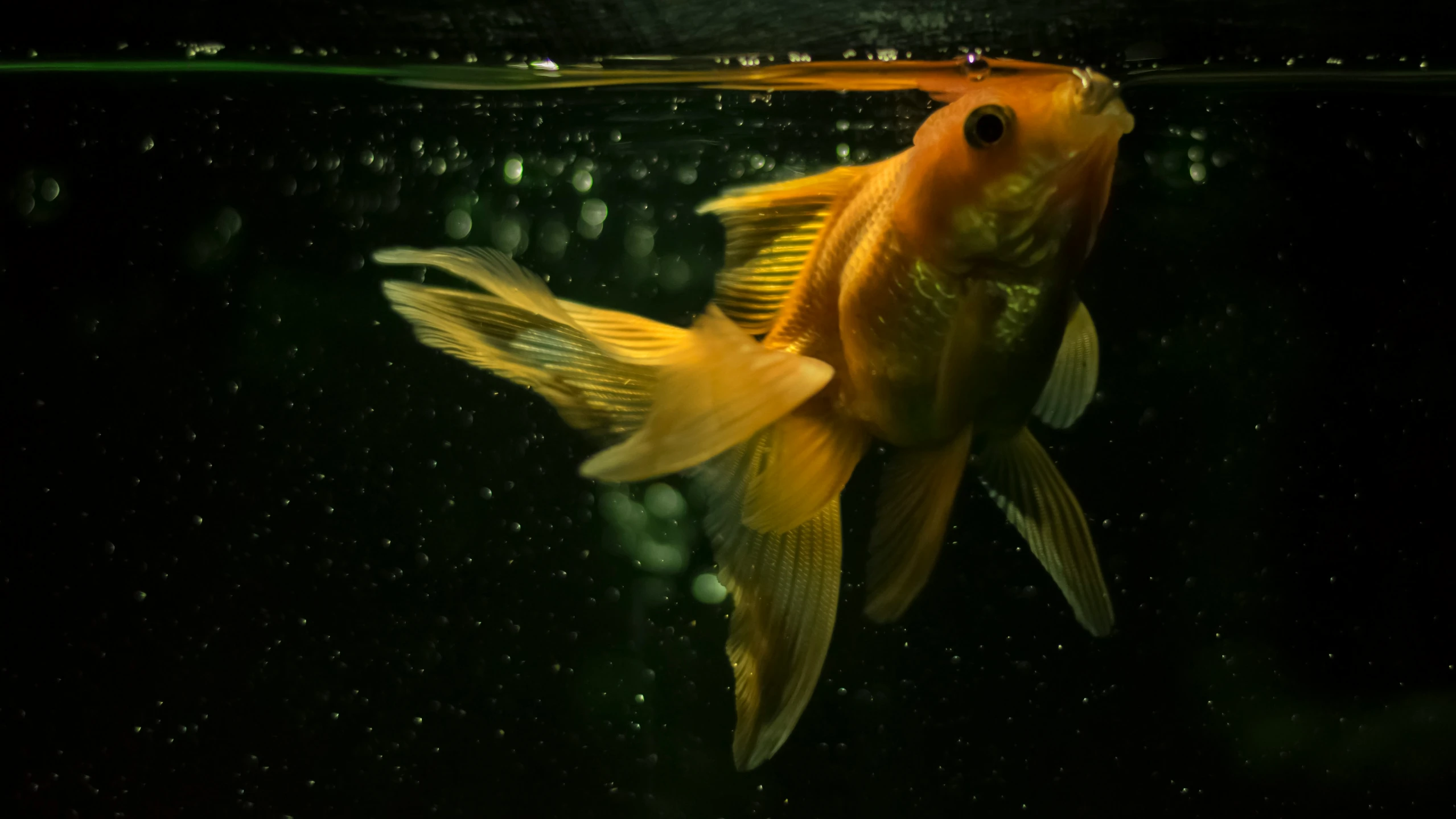 a close up of a gold fish in water