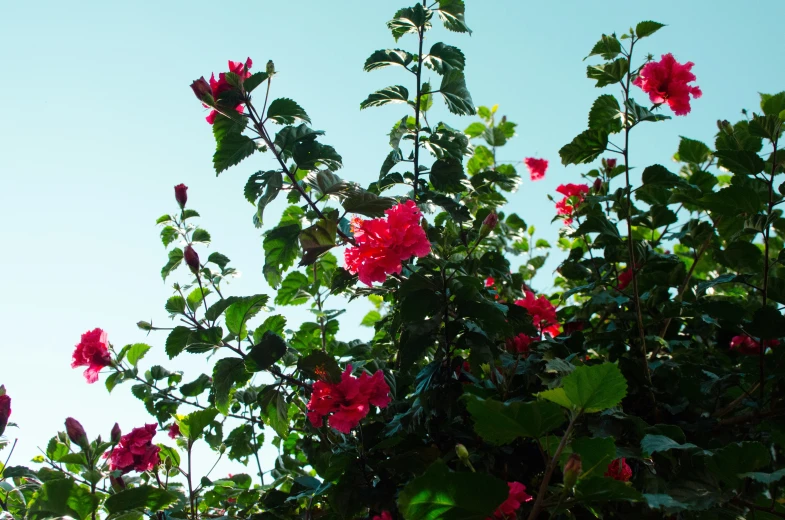 bright pink flowers with green leaves on sunny day