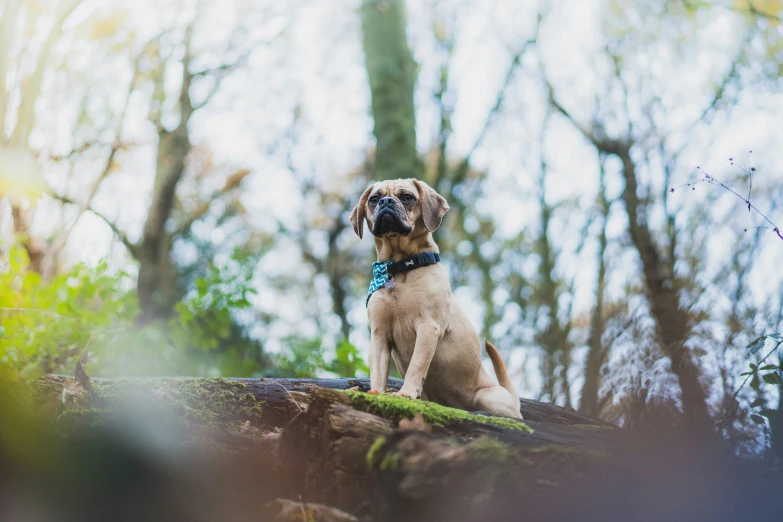 a dog sitting on the top of a large rock