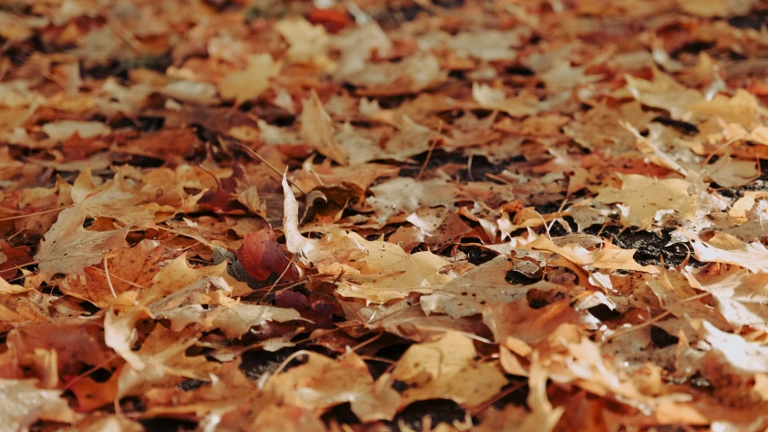 leaves and nches all over the ground in a pile