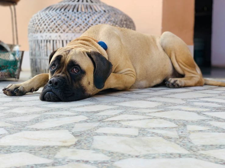 a dog sitting on the floor with its head under the dog cage