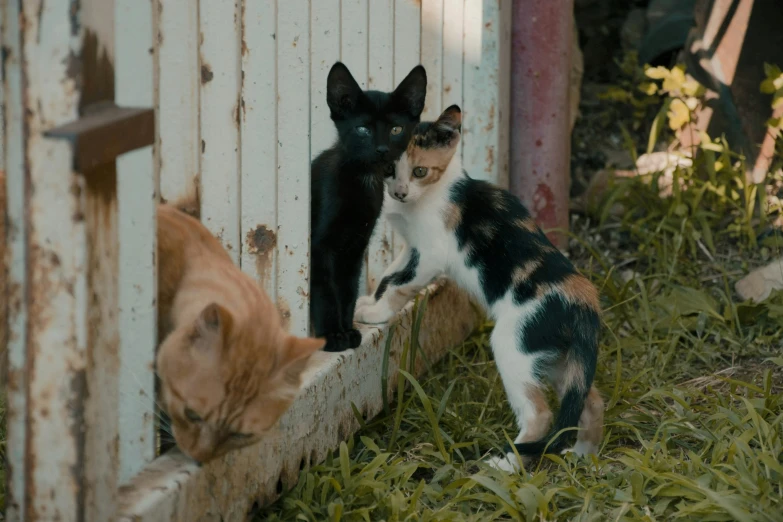 a cat looking at itself in a window next to another one