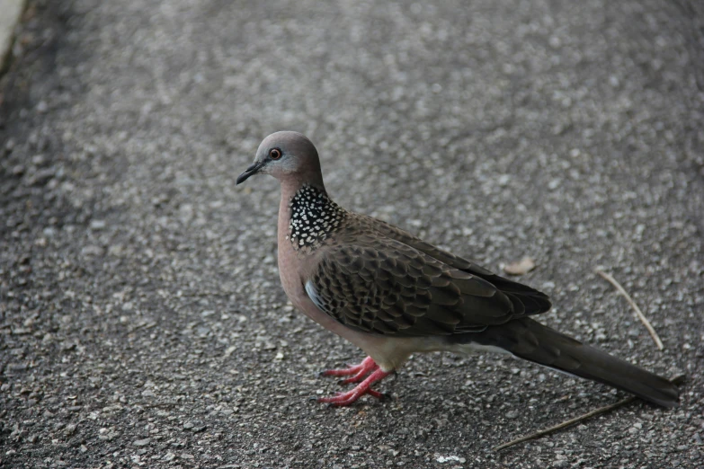 a pigeon standing in the middle of the street