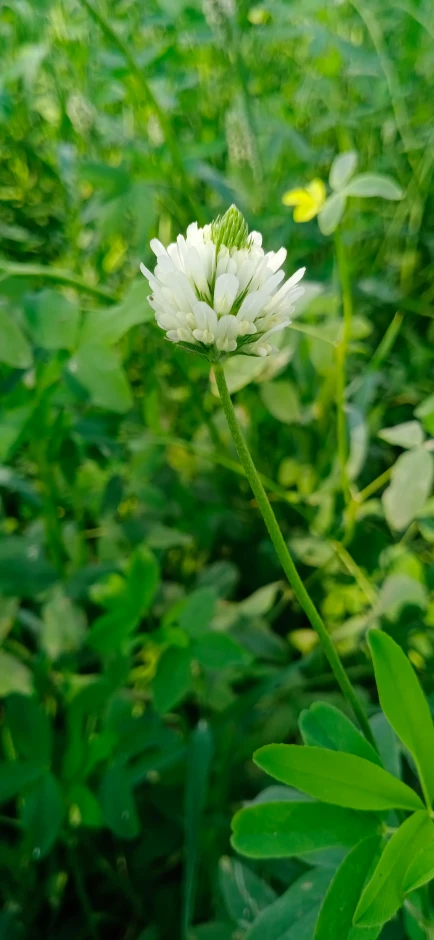 the white flower is growing in the tall grass