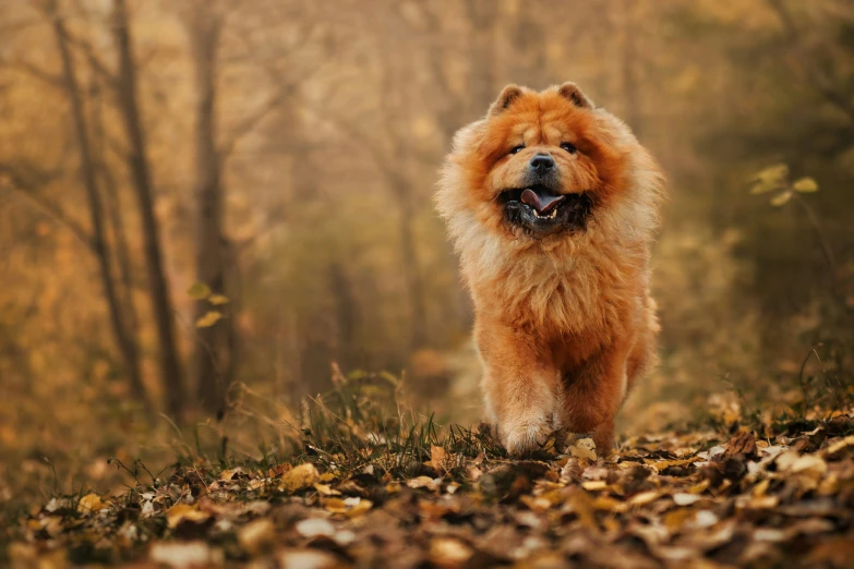 a furry dog running through leaves with his mouth open