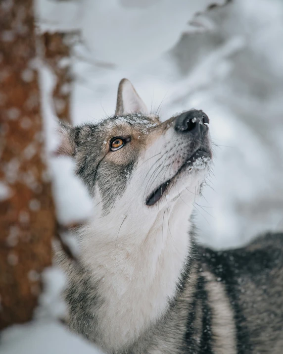a wolf is staring into the snow
