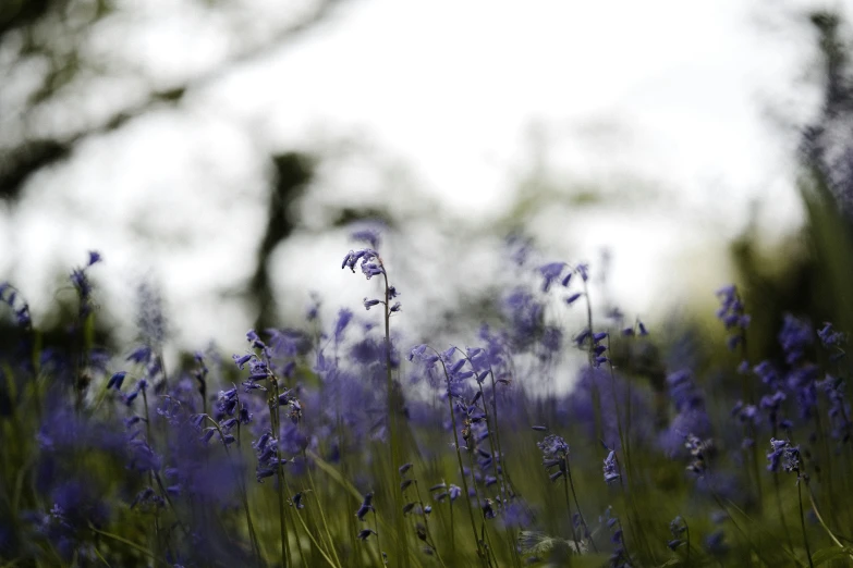 purple flowers blooming in a grassy meadow with trees in the background