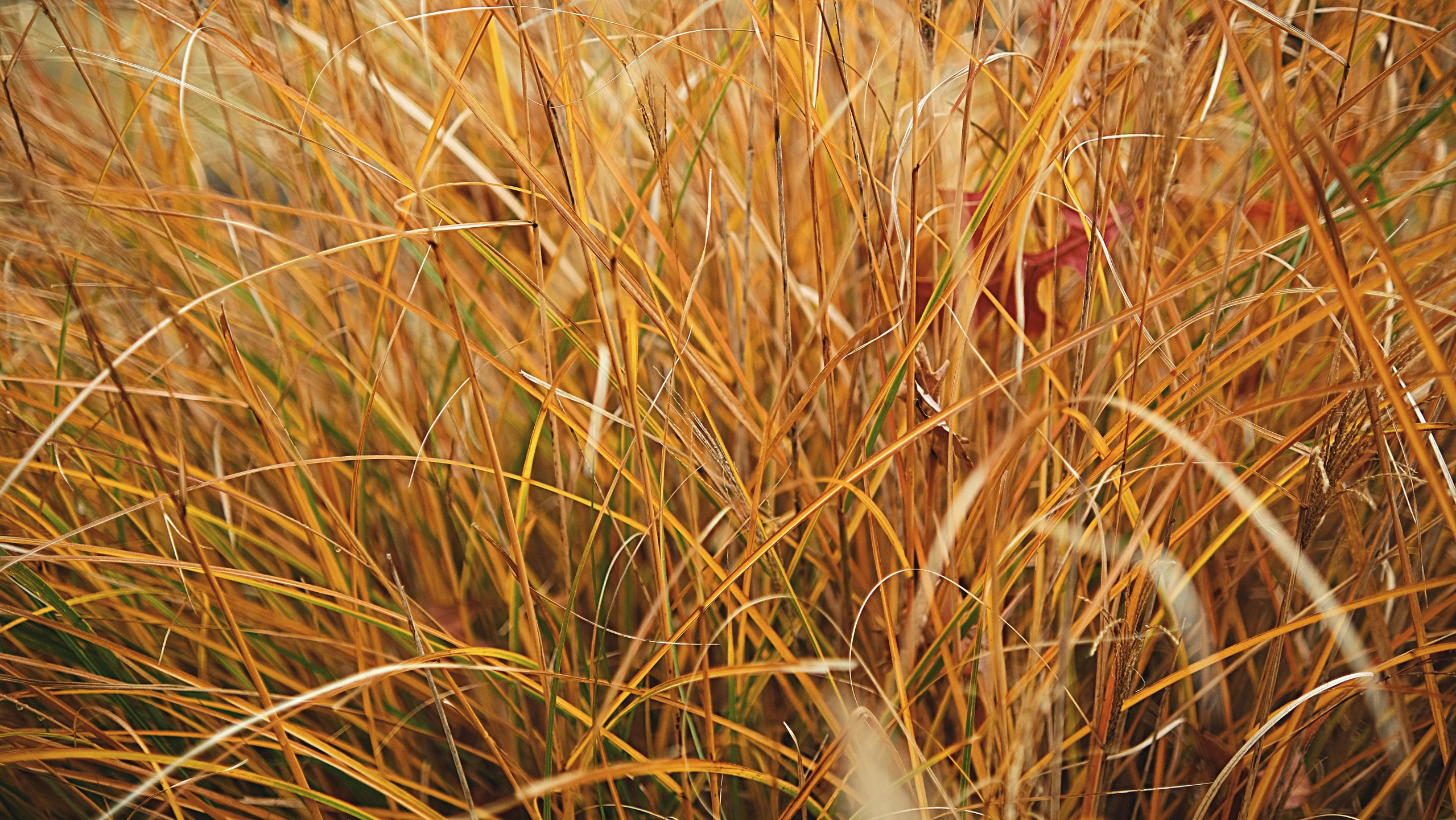 an orange field with a few brown plants