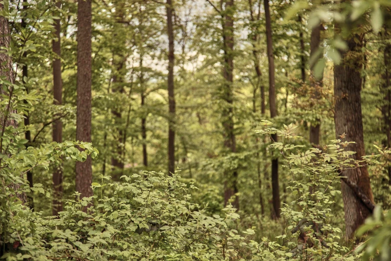 some bushes trees and plants in the woods