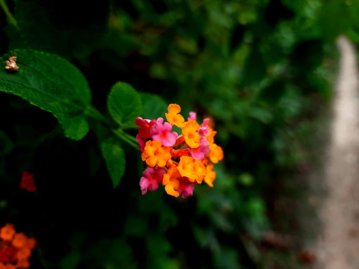 small red and orange flowers in a green garden