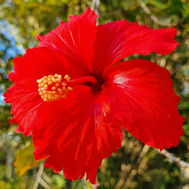 a red flower on a stem with green leaves