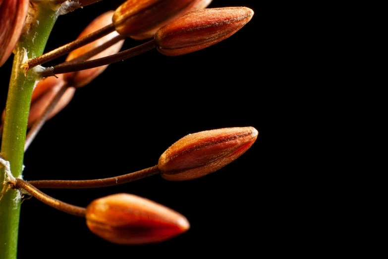 two flower buds are attached to the stems of a plant