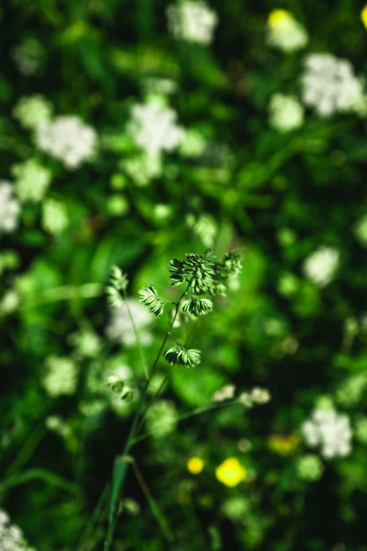 a green and white plant sitting in front of a forest