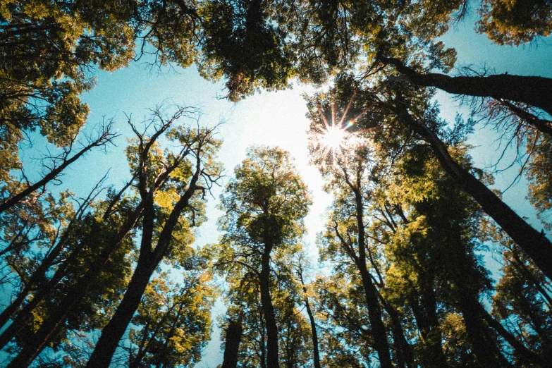 looking up at tall trees on a clear day