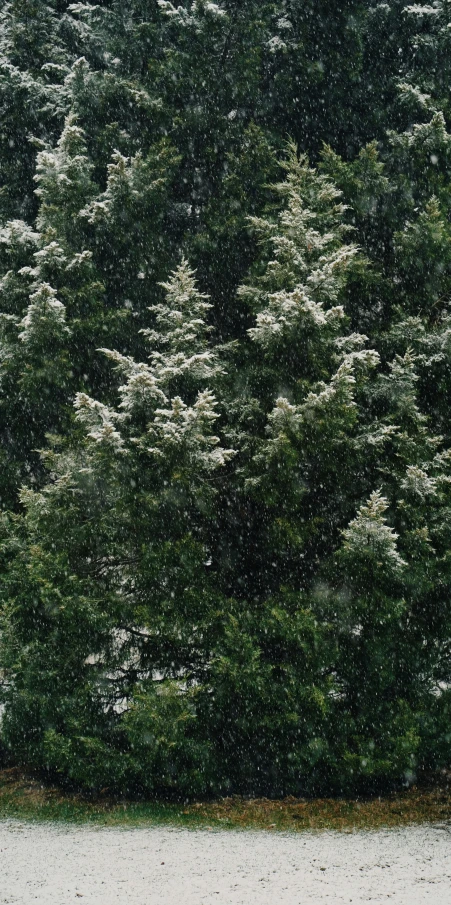 a bench sitting in front of a snowy forest