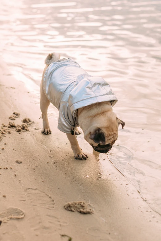 a pug dog dressed up in clothes at the water's edge