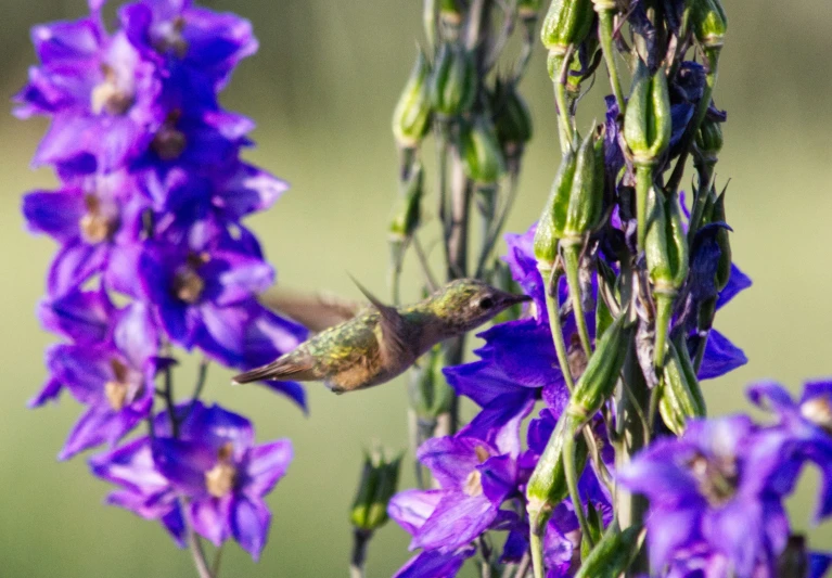 a small bird is flying next to purple flowers