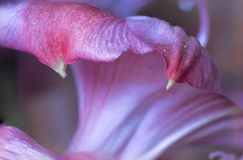 a large pink flower with water droplets on its petals