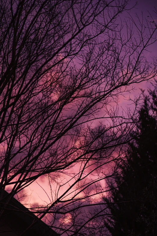 the silhouettes of trees against a dark purple sky