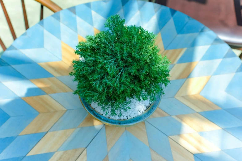 there is a small tree in the middle of this table