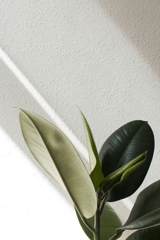 a plant sits alone on the ground with sunlight coming in