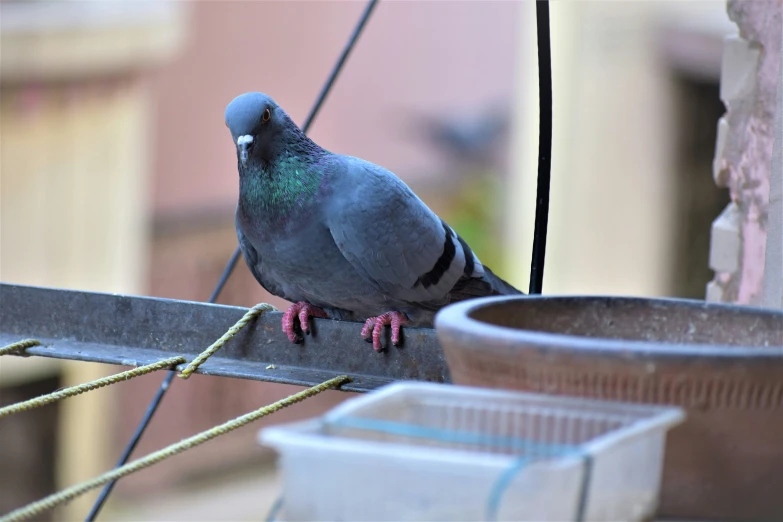 a grey and blue bird perched on a wooden perch