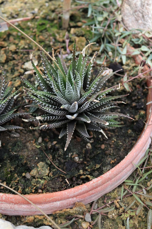 three plants are sitting in the dirt near some rocks