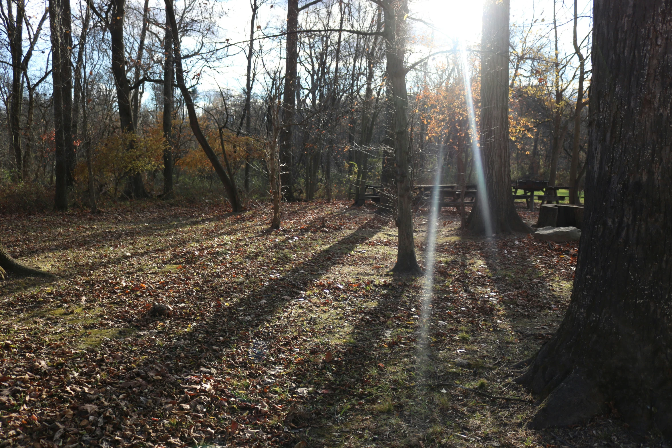 sunlight is shining through the trees on a dirt path