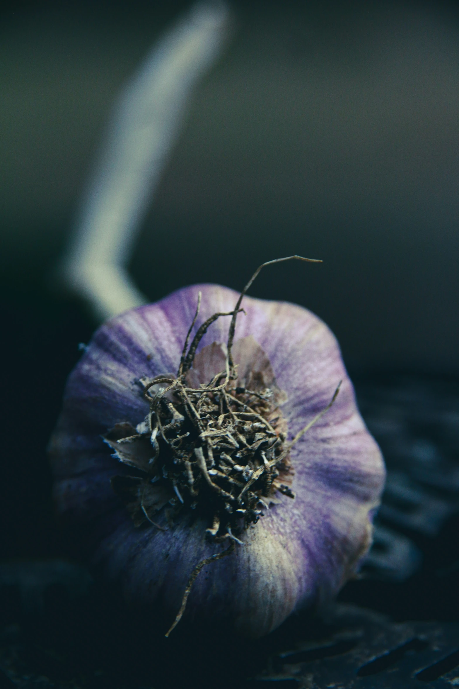 a dead flower on top of a black surface