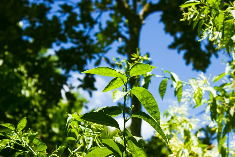 leaves and foliage of a tree seen through the nches