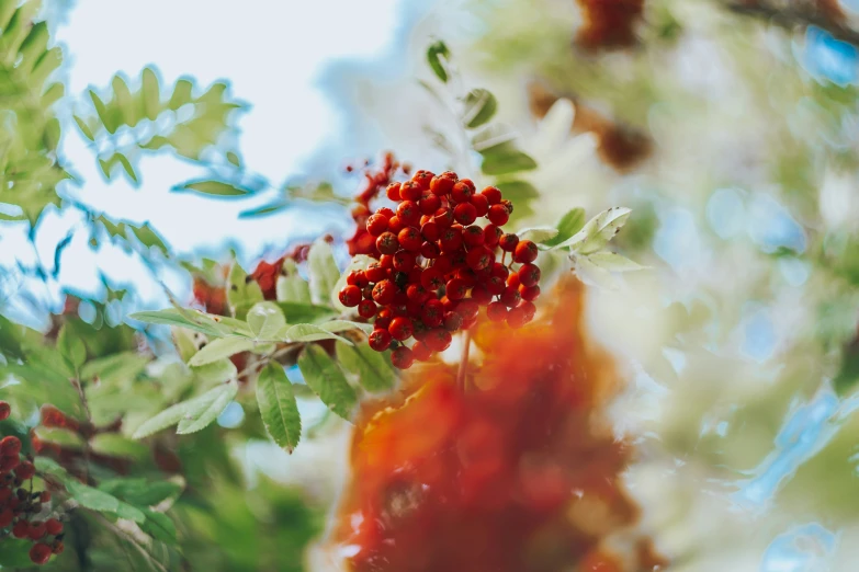 berry still on tree next to other fruit in tree