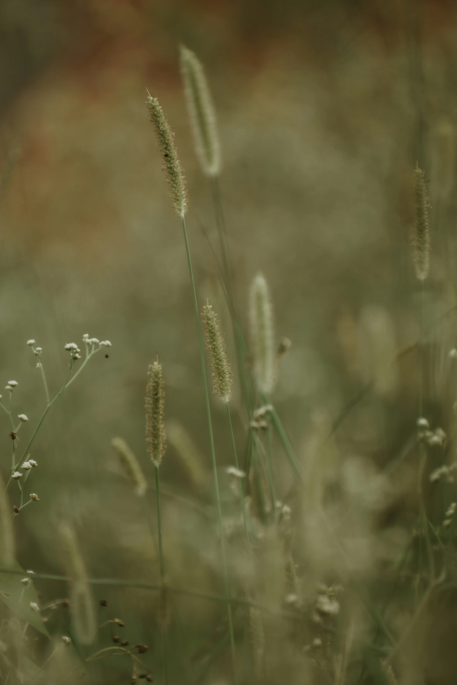 grass blowing in the wind with blurry background